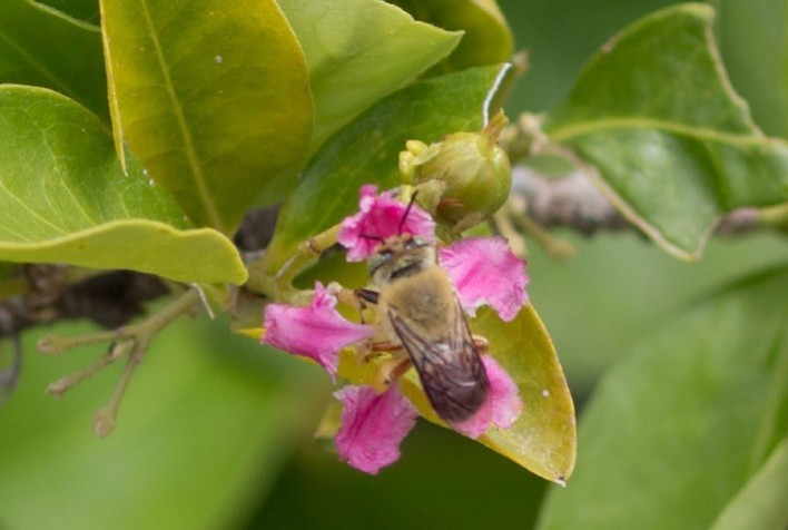 Manejo de abelhas nativas pode aumentar em até 100% a produção de acerola no Semiárido
