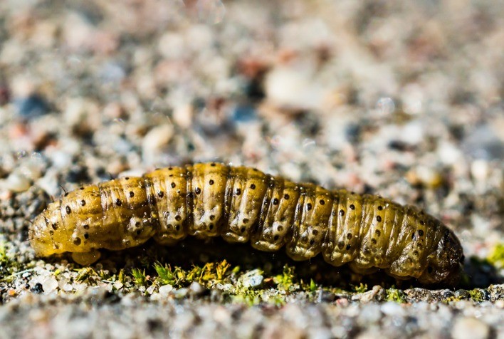 Lagartas desafiam milho safrinha 2025 no Cerrado e alertam para risco de quebra de resistência Bt