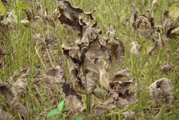 Tecnologia com Inteligência Artificial ajuda produtores a combater ferrugem asiática da soja