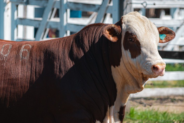 Raças Hereford e Braford avançam no Oeste catarinense e ganham destaque em exposição ranqueada da ABHB