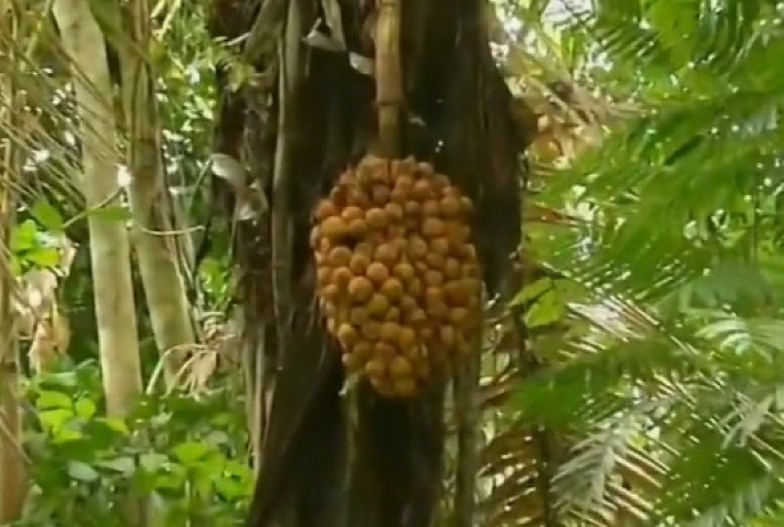 Produtores de Itamarati ampliam cultivo do coco do murumuru com apoio do Idam
