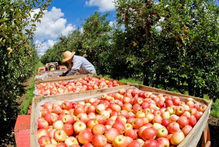 Maçã na Serra Gaúcha: leve queda de preço acompanha avanço da colheita