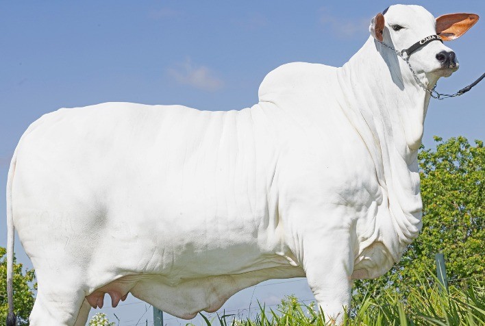 Leilão Casa Branca Top Class traz ao mercado fêmeas Nelore de alto valor genético