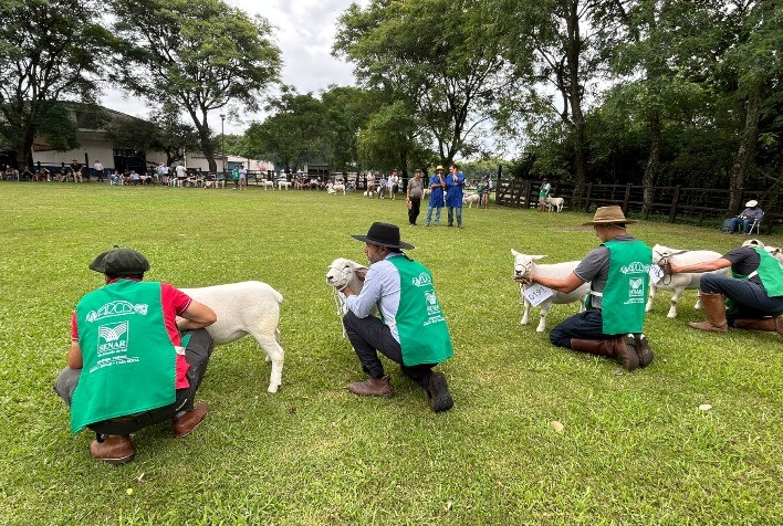 Feiras de verão movimentam R$ 5,07 milhões e fortalecem o crescimento da ovinocultura gaúcha