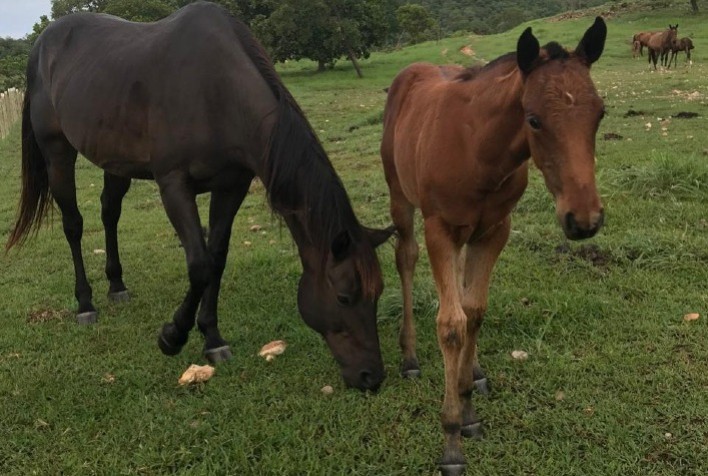 Agrodefesa suspende exigência de vacinação contra influenza equina para emissão da GTA em Goiás