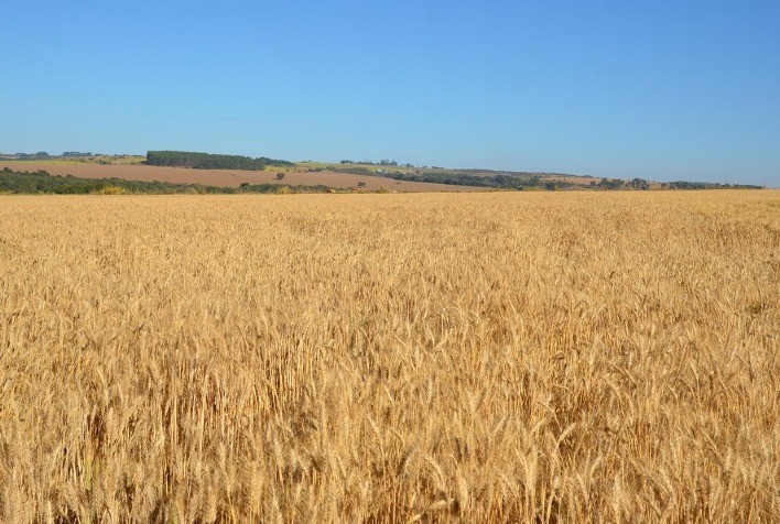 Trigo safrinha no Brasil Central: dicas de plantio, manejo e escolha de cultivares para a safra 2026