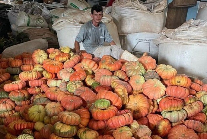 Abóbora e agronegócio paranaense movimentam mais de R$ 100 milhões e impulsionam economia local