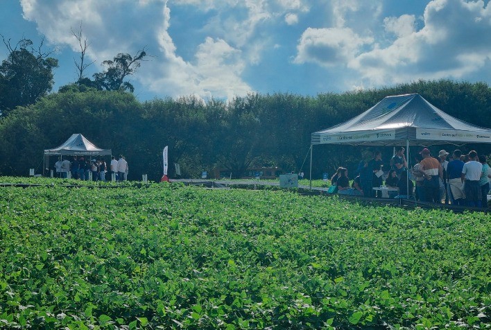 Dia de Campo Feijão Paraná 2026 Apresenta Novidades em Cultivo e Tecnologias para Produtores