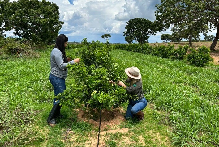 Agrodefesa e UFG firmam parceria para reforçar vigilância fitossanitária em Goiás