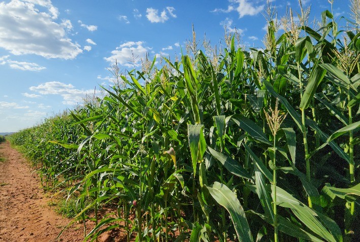 Agro fortalece PIB brasileiro em 2025 e coloca Minas Gerais em destaque nacional