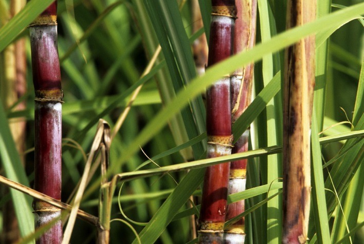 Clima adverso impacta desenvolvimento da cana-de-açúcar em Santa Rosa