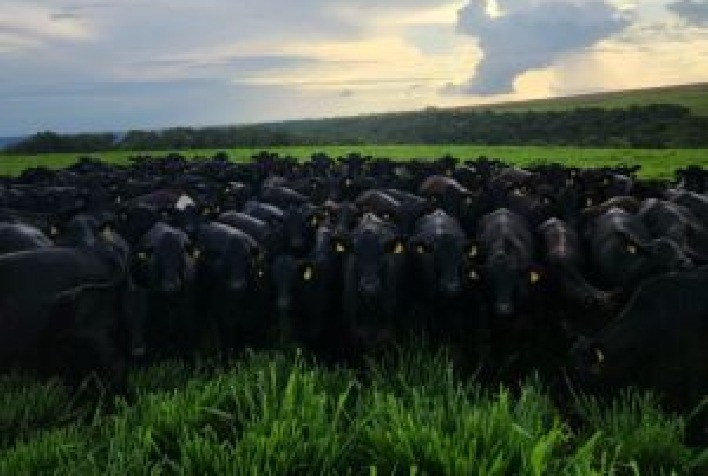 Brasileiros mantêm forte consumo de carne bovina, aponta pesquisa nacional