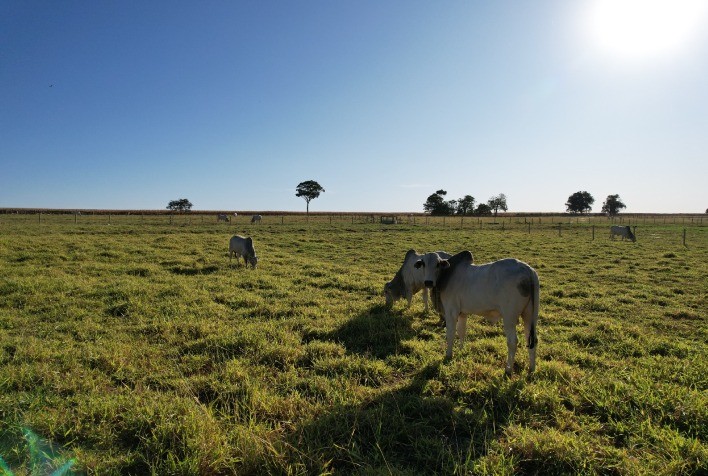Como pecuaristas podem se preparar para a seca e garantir oferta de alimento ao rebanho