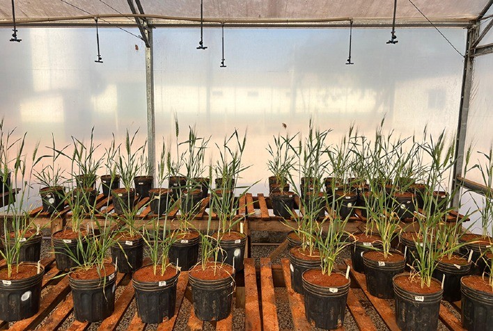 Algas brasileiras mostram potencial como bioestimulante para grãos em condições de seca