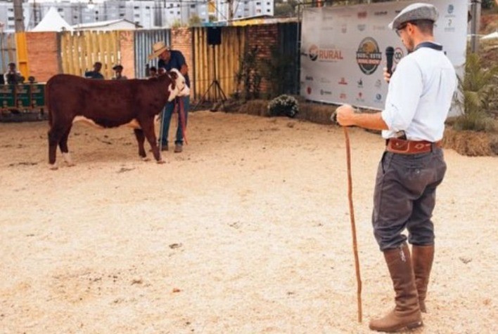 Hereford e Braford terão julgamentos ranqueados na ExpoBel 2026 em Francisco Beltrão