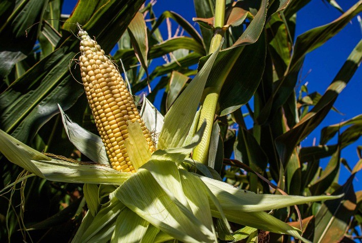 Mercado de milho monitora relatório do USDA e riscos geopolíticos no Oriente Médio