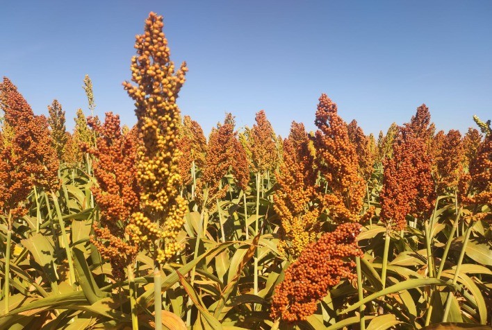 Sorgo ganha espaço no Rio Grande do Sul e pode gerar mais de R$ 2 mil por hectare ao produtor