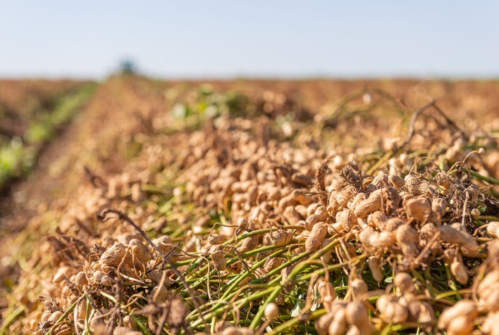Brasil recebe delegação argentina para intercâmbio técnico na cadeia produtiva do amendoim