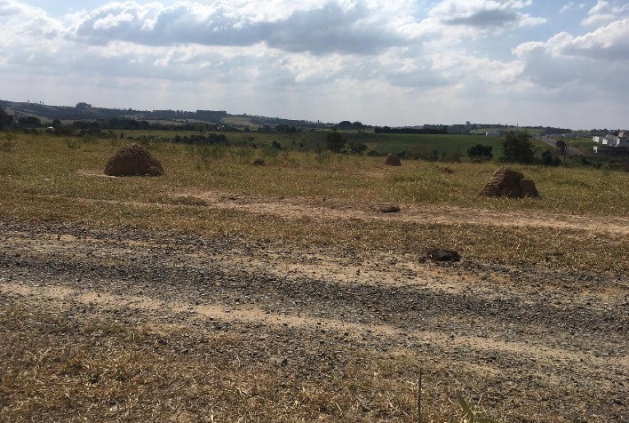 Degradação de pastagens no Brasil revela desafio social e exige políticas agrícolas mais integradas