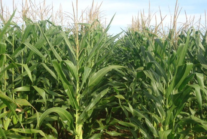 Cigarrinha-do-milho mantém ciclo ativo entre safras e eleva risco de enfezamento nas lavouras