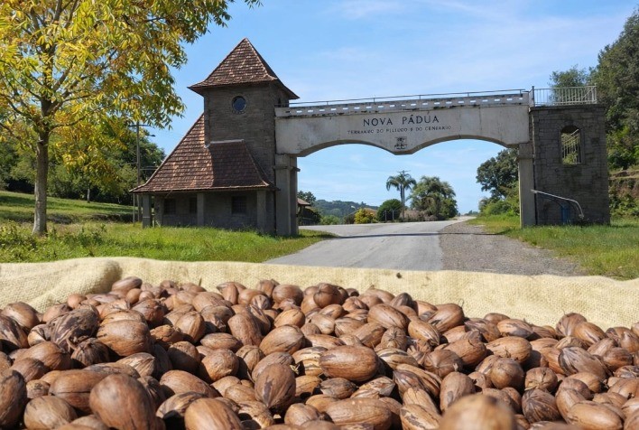 Nova Pádua sediará abertura oficial da colheita da noz-pecã em maio