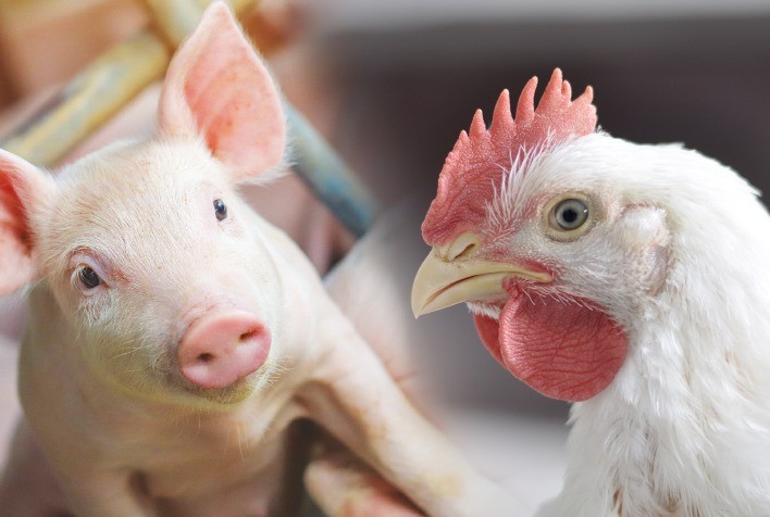 Custos de Produção de Suínos Recordam Queda e Frango de Corte Mantém Estabilidade em Fevereiro; Mercado Cambial e Cenário Financeiro Atual no Brasil