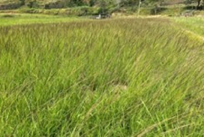 Capim-capeta avança nas pastagens e pode reduzir capacidade de lotação em até 40% na pecuária brasileira