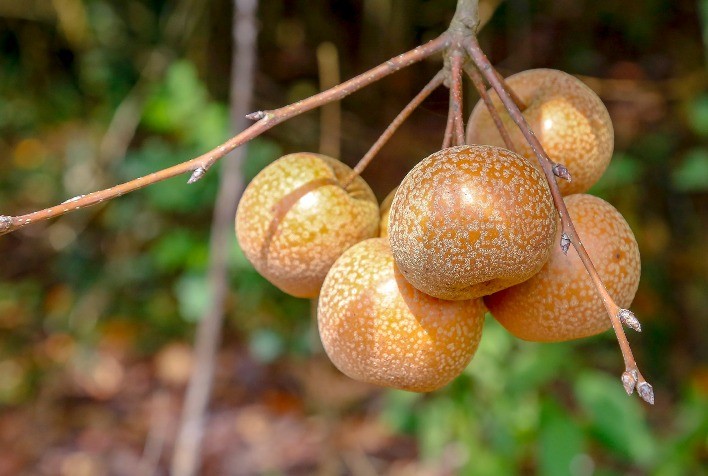 Paraná retoma cultivo de pera, amplia exportações de suínos e projeta recuperação na safra de arroz