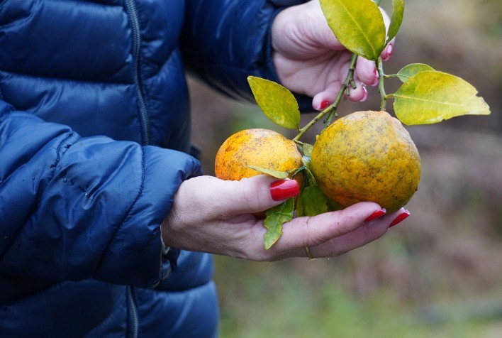 Paraná estabelece novas regras para prevenção e controle do greening nos pomares de citros