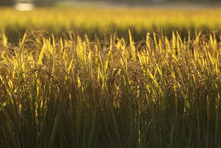 Safra de arroz no Paraná pode crescer 10% e atingir 147 mil toneladas