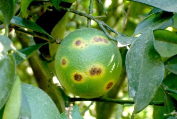 Regiões de Minas se mobilizam para conter avanço do Greening na citricultura