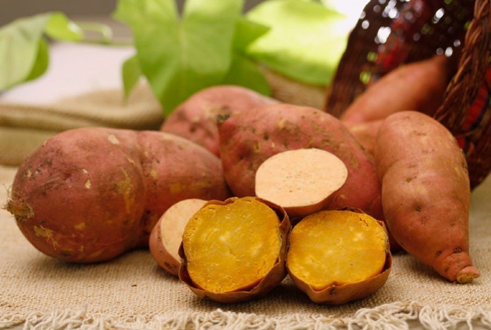 Embrapa lança batata-doce biofortificada com alta produtividade e resistência