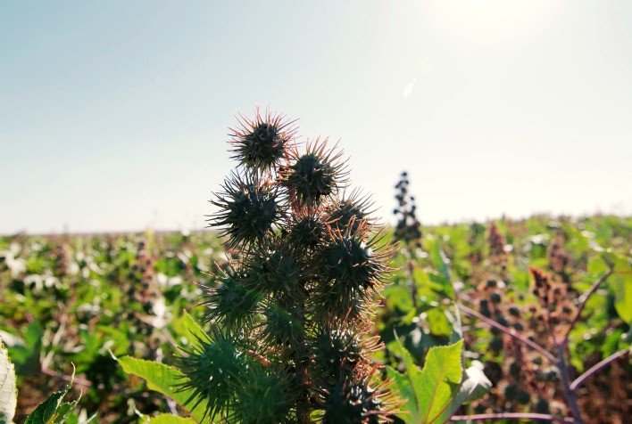 Mamona ganha protagonismo no Brasil com alta demanda industrial e avanço dos biocombustíveis