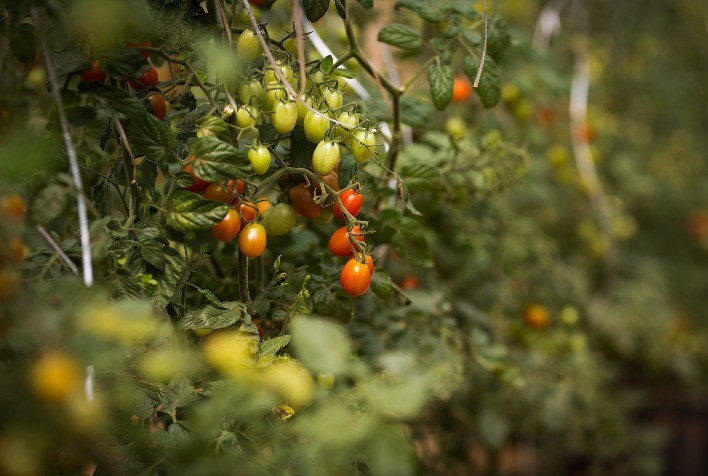 Tomate sofre com clima no interior paulista e produtores investem em tecnologia para reduzir perdas