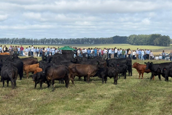 Brangus do Brasil vive momento de expansão e impulsiona mercado de genética no primeiro semestre