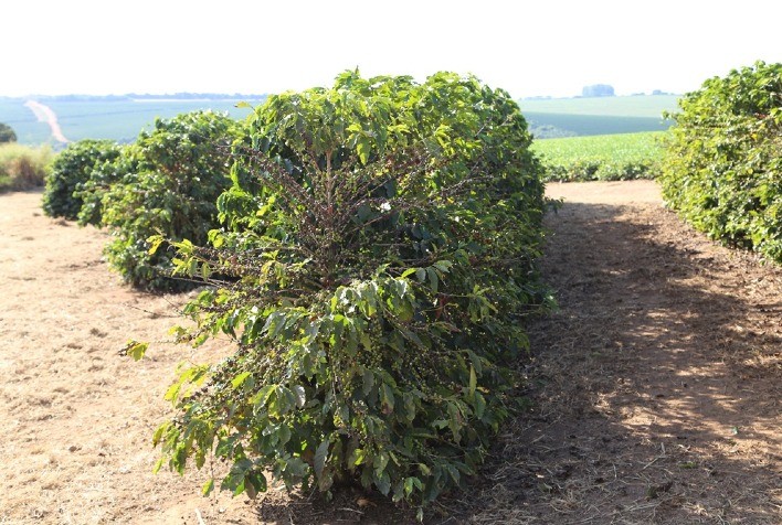 Femagri 2026 destaca tecnologias para controle de pragas e doenças na cafeicultura brasileira
