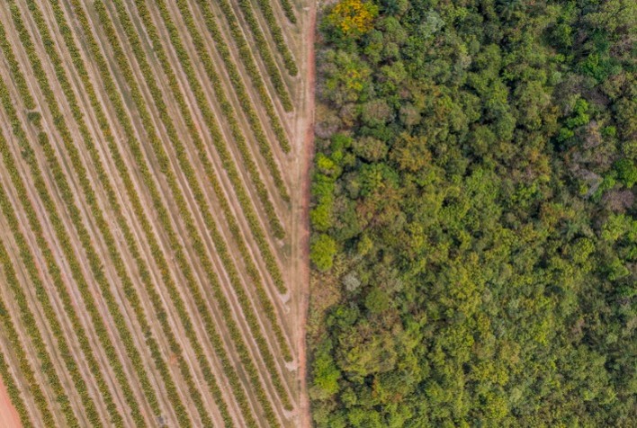 Citrosuco mantém selo Ouro da EcoVadis e avança em estratégia ESG global