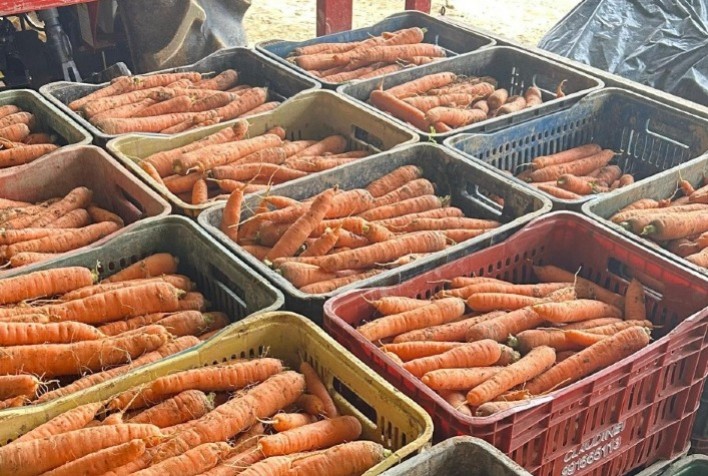 Alta produtividade da cenoura no inverno amplia oferta e exige foco em qualidade no campo