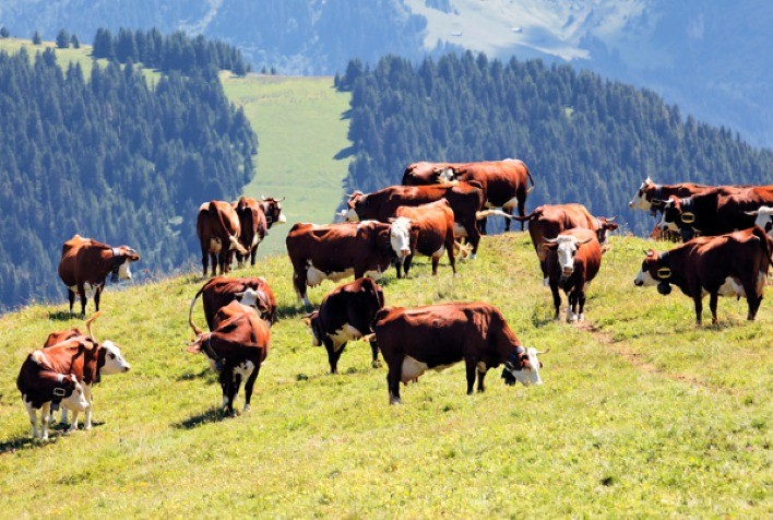 Raça do gado influencia infestação por carrapatos e exige manejo sanitário específico