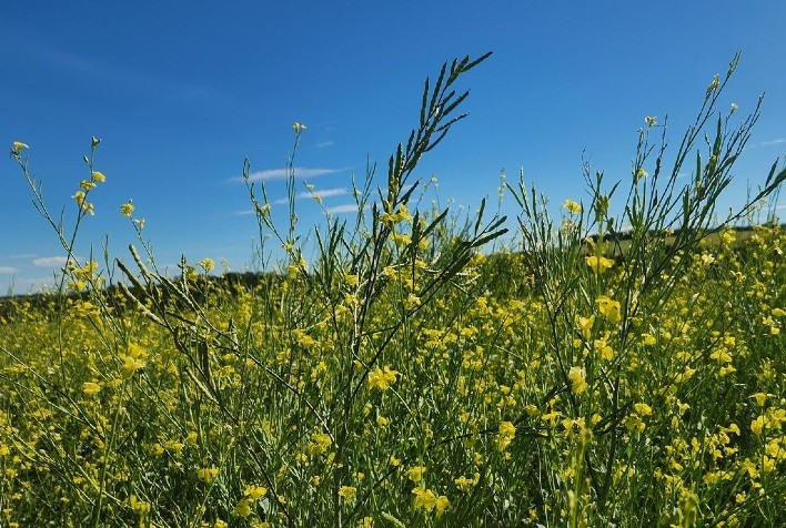 MAPA libera primeiros agroquímicos para carinata e impulsiona avanço da cultura no Brasil