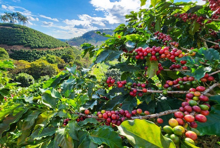 Mercado de café enfrenta pressão global com maior oferta e queda nas exportações brasileiras