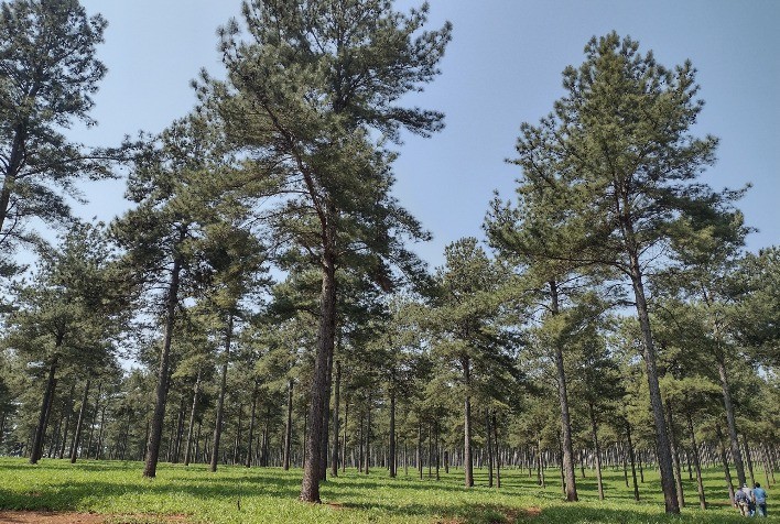 Florestas plantadas garantem 94% da madeira industrial e aliviam pressão sobre matas nativas