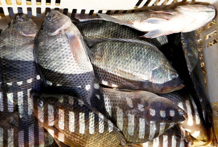 Preço da Tilápia Registra Leve Alta nas Principais Regiões Produtoras do Brasil
