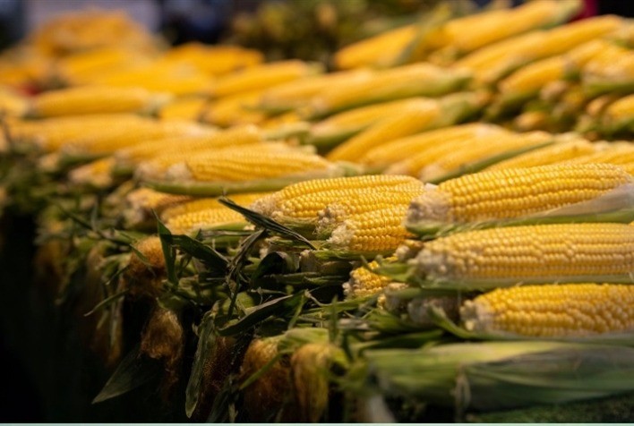 Milho: mercado internacional recua enquanto preços internos enfrentam desafios logísticos e baixa liquidez