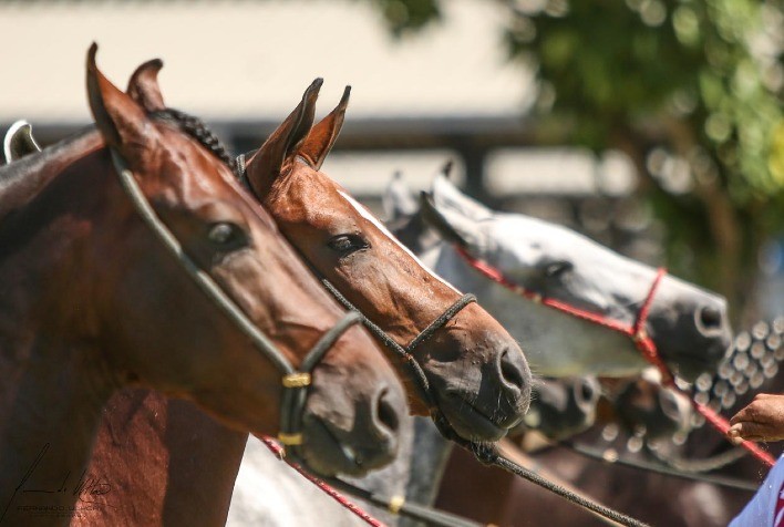 Macaé recebe Exposição Brasileira do Criador de Mangalarga Marchador até 21 de março