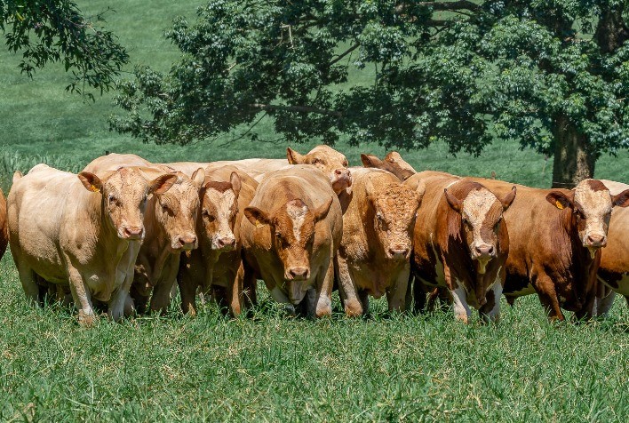 3ª Exposição Virtual do Simental Brasileiro movimenta pecuária com julgamento online e vendas de touros