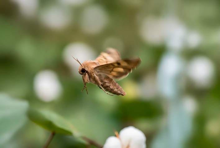 Helicoverpa pressiona lavouras e impulsiona crescimento do controle biológico no Brasil