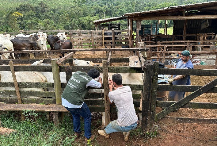 Pecuária de corte movimenta mais de R$ 3 milhões e impulsiona diversificação econômica em cidade mineradora de MG