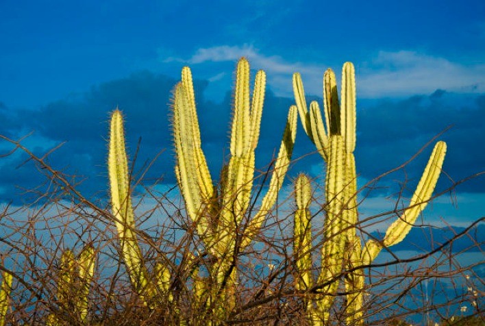 Embrapa lança projeto CaatÁgua para aumentar resistência das lavouras à seca no Semiárido