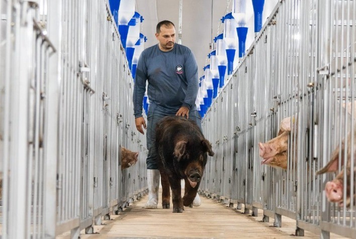 Topigs Norsvin inaugura central de inseminação no Paraguai e impulsiona genética suína na América Latina